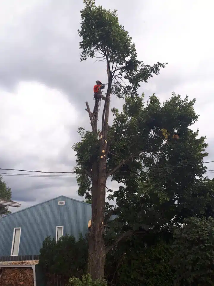 Coupe d’arbres Saguenay photo 7