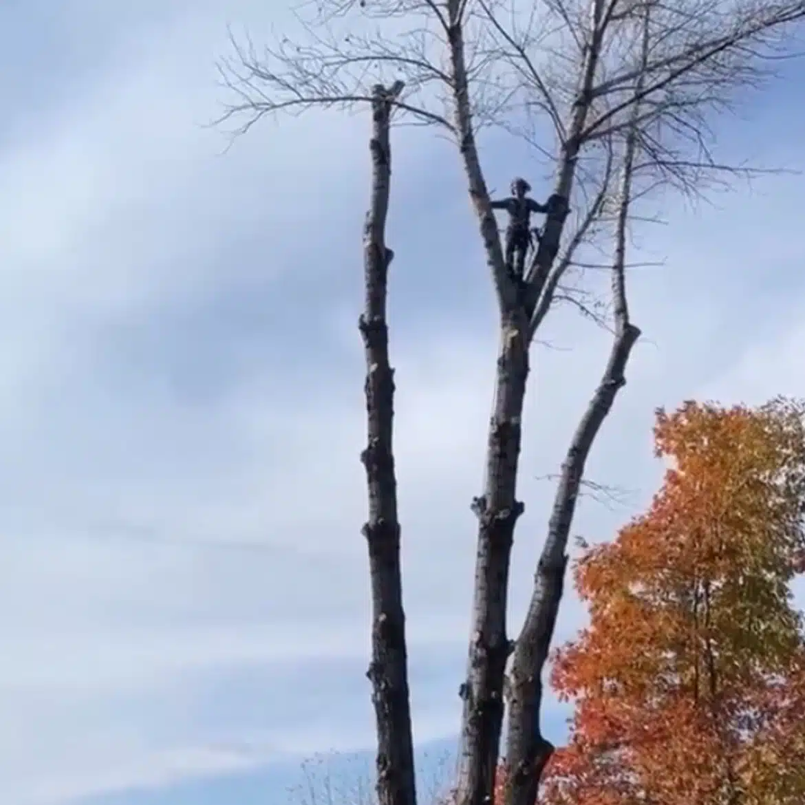 Coupe d’arbres Saguenay photo 9